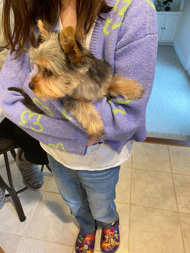Barking Beauties Pet Salon - Thumbnail