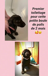 Photo n°8 de Chat a du Chien à Moigny-sur-École (Toiletteur)