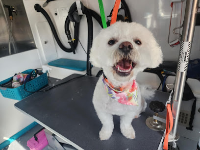 Q' Cats Grooming service