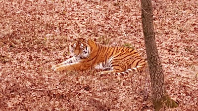 Amur Tiger