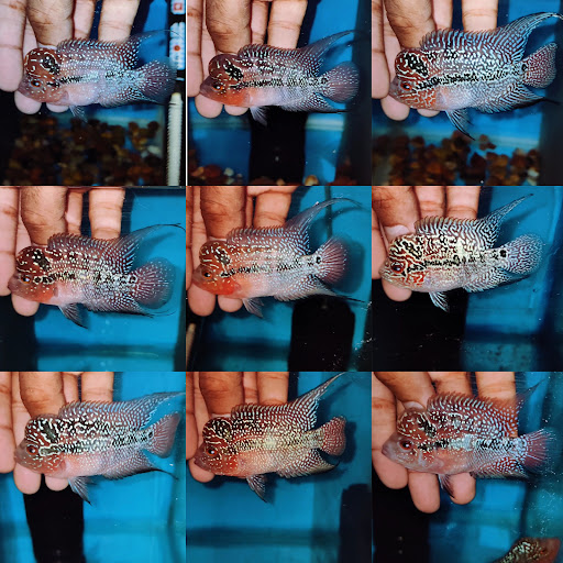 Joy Aquatics - Visual