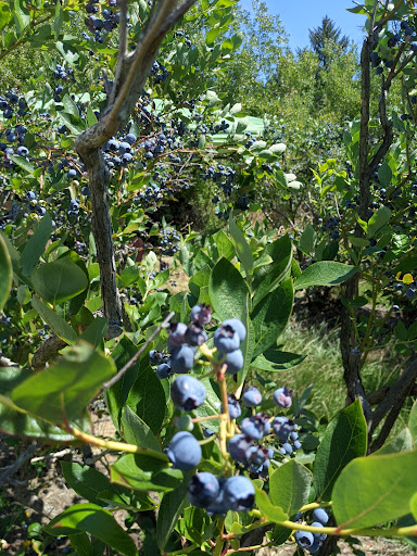 Gibson Farms U-Pick Blueberries