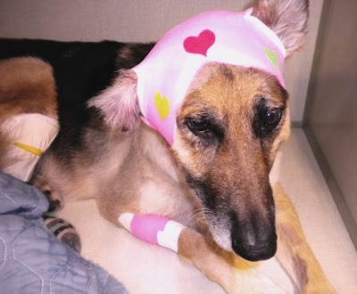 Photos of Evergreen Animal Hospital