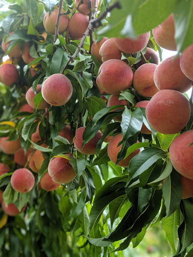 Doe Orchards - Visual
