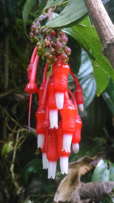 Photos of La Pastora (Parque Regional Natural Ucumar&iacute;)