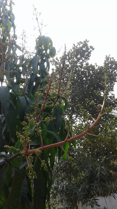 Photos of ভাষড়া জামে মসজিদ