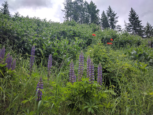 Pileated Woods Trail System - Thumbnail