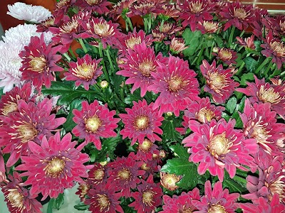 Photos of Quality Flowers Trading L.L.C