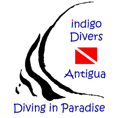 Photos of Indigo Divers