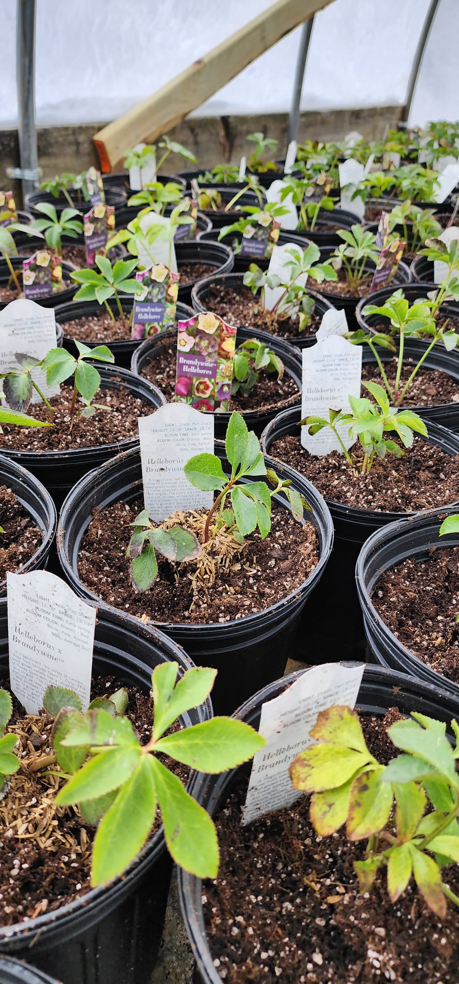 Urban Blossom Nursery