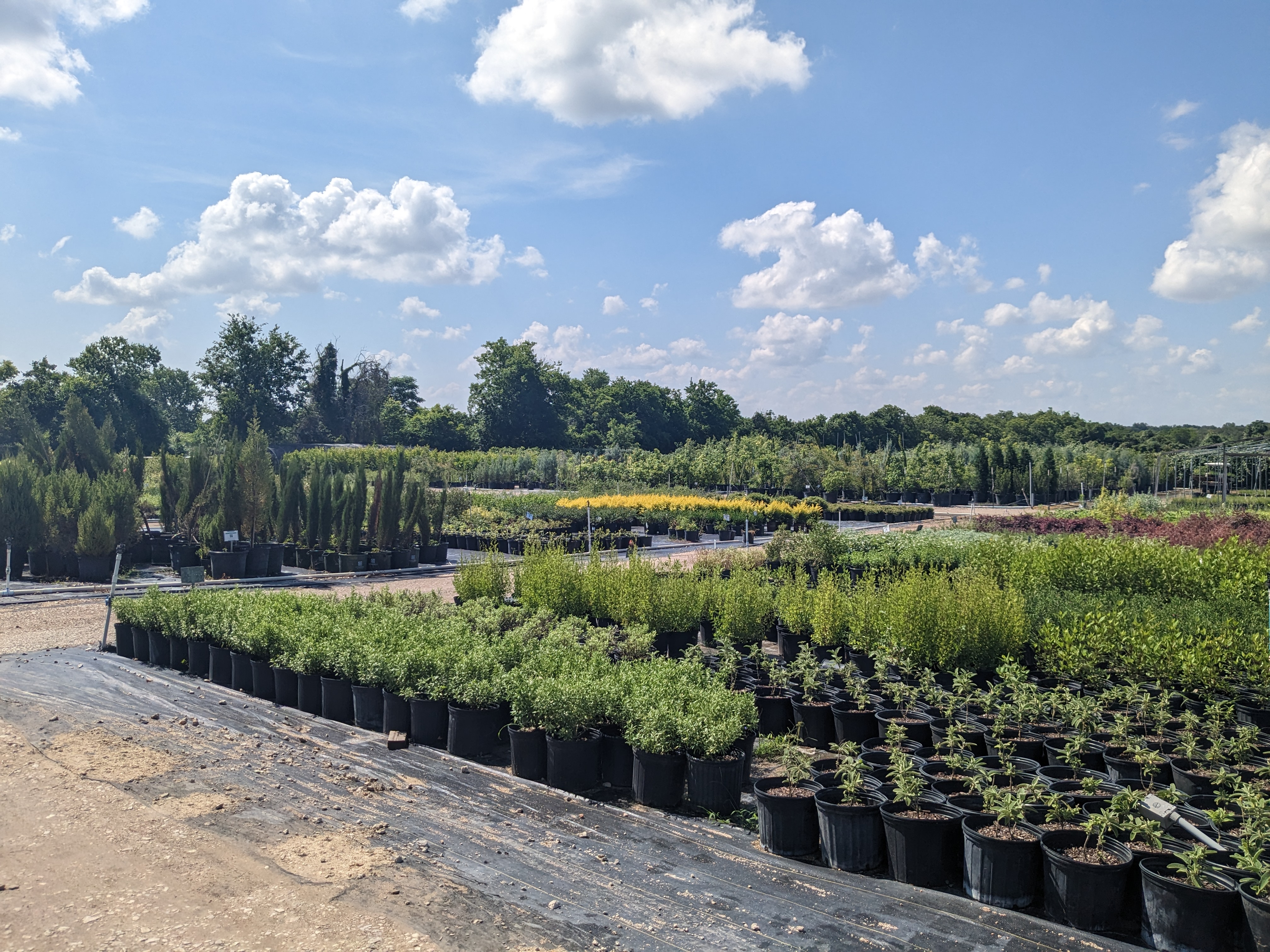 Far South Wholesale Nursery