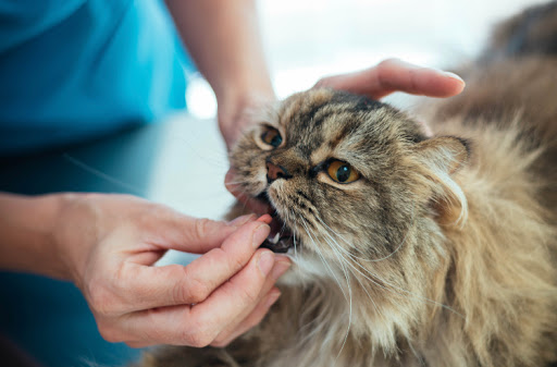 CLÍNICA VETERINARIA CABRERIZOS