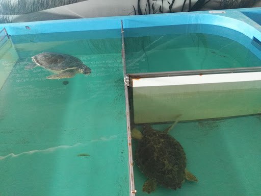 Hôpital des tortues Gallery - Italy