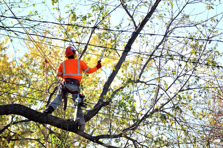 Bryon Burg Tree Services