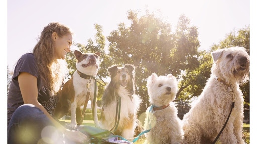 Steamboat Animal Hospital - Thumbnail