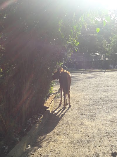 Photos of Pinnawala Zoo