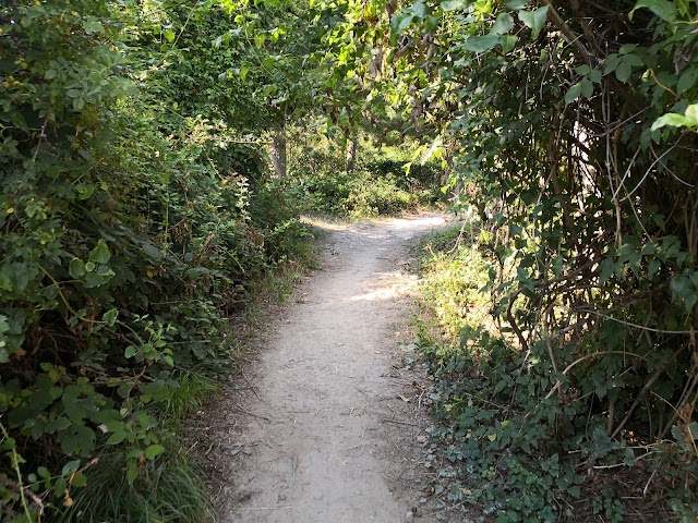 Vulcano Monte Busca