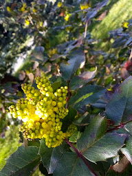 Photo n°28 de Trèfle Vert BENFELD à Benfeld (Jardinerie)