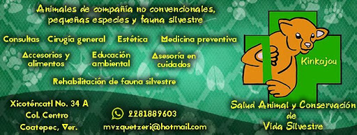 Kinkajou Salud Animal y Conservación de Vida Silvestre
