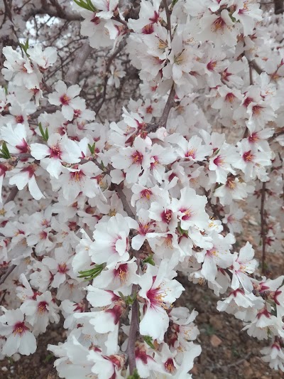 Photos of مزارع قویولی تپه