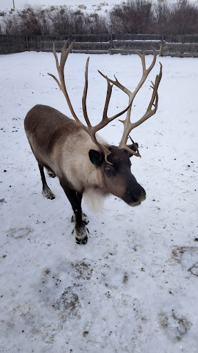 Colorado Reindeer Ranch - Thumbnail