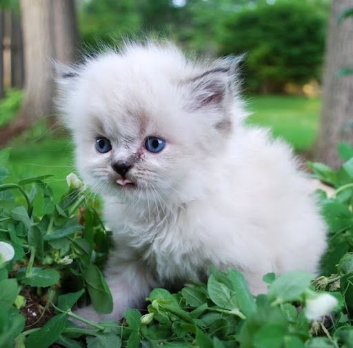 Super canito pet integral health care - Thumbnail