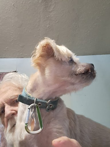 Pet Hair Care - Thumbnail