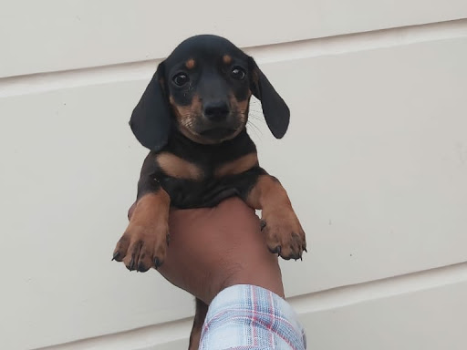 🐶 Toy breed Dachshund puppy Available. post image