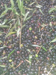 Photo n°8 de Scea d'Ornano à Santa-Maria-Siché (Jardin)