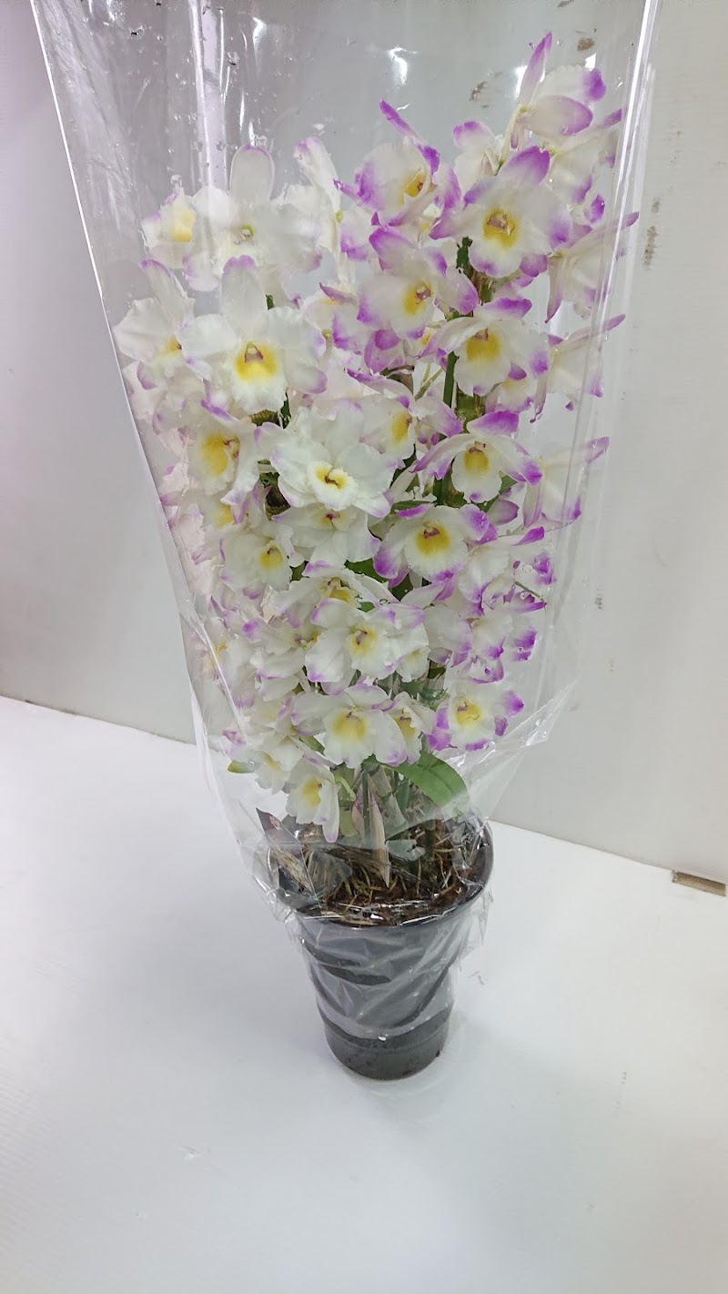 もりはなてん 高松店