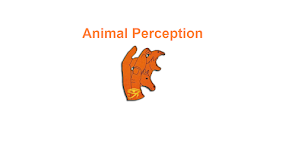 Photo n°3 de Animal Perception Comportementaliste Rééducation Animale à Montrevault-sur-Èvre (Service de sauvetage d'animaux)