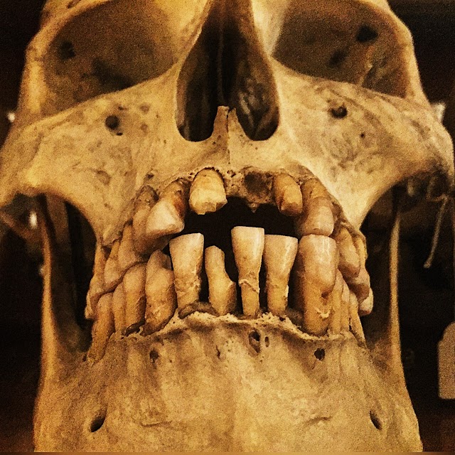 ​Museo di Anatomia umana Luigi Rolando