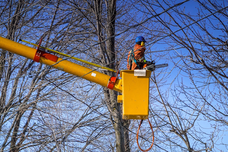 South Portland Tree Services