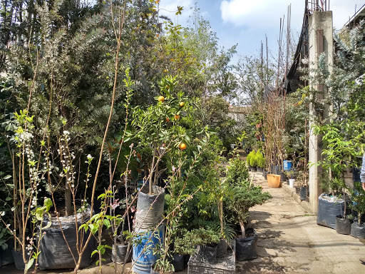 Jardines flores - Thumbnail