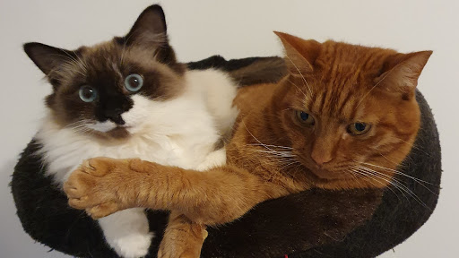 Photo de Pension pour chiens et chats Les Chalets Animaliers à Camors (56330)