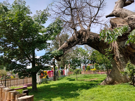 Árbol Ceiba o Pochote - Thumbnail