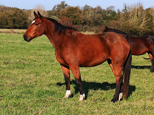 Photo n°1 de Élevage du Chalaure à Les Églisottes-et-Chalaures (Éleveur de chevaux)