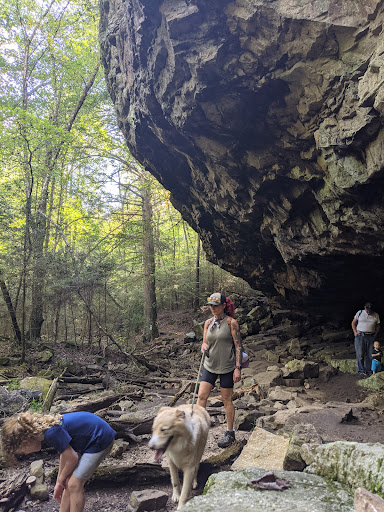 Grundy Forest State Natural Area at South Cumberland State Park - Thumbnail