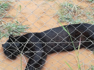 Photos of Cheetah Experience
