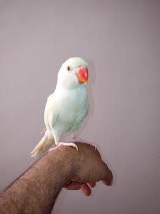 JY Birds and Pets karachi