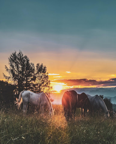 Rawah Guest Ranch by null