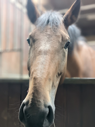 Eckwersheim's Equestrian Club