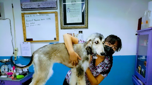 filly vet consultorio veterinario
