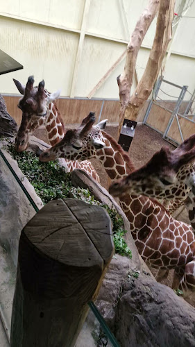 ZooParc Overloon telefoonnummer