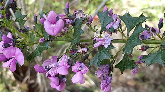 Porongurup National Park