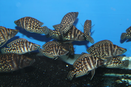 Allred Aquatics Gallery - United States