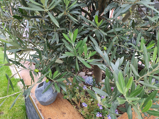 Verwer Plant