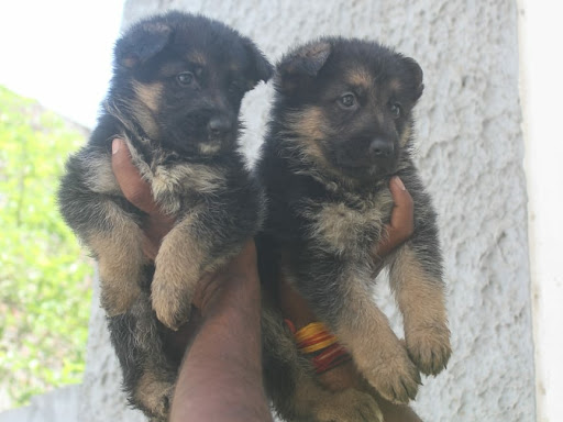 🐺 Quality German shepherd male female puppy Available post image