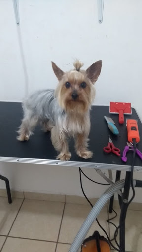 VET Mascotas con Estilo