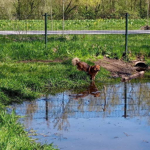 Hondenspeelterrein Hitland-Noord - Thumbnail